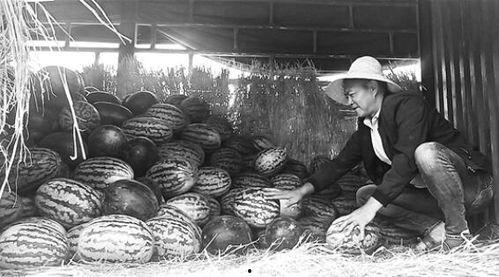 庵埠吃瓜群众事件始末,一场网络舆论的风波与反思