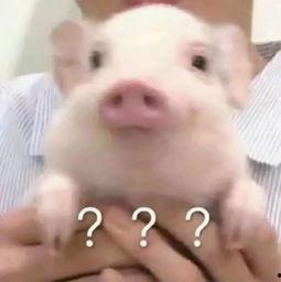 吃瓜群众猪的头像是谁的,揭秘“吃瓜群众猪”的神秘原型
