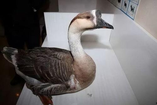 大雁头吃瓜群众,揭秘网络热点的背后故事